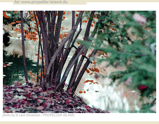 My Berlin Photos Berlin is GREEN underbush